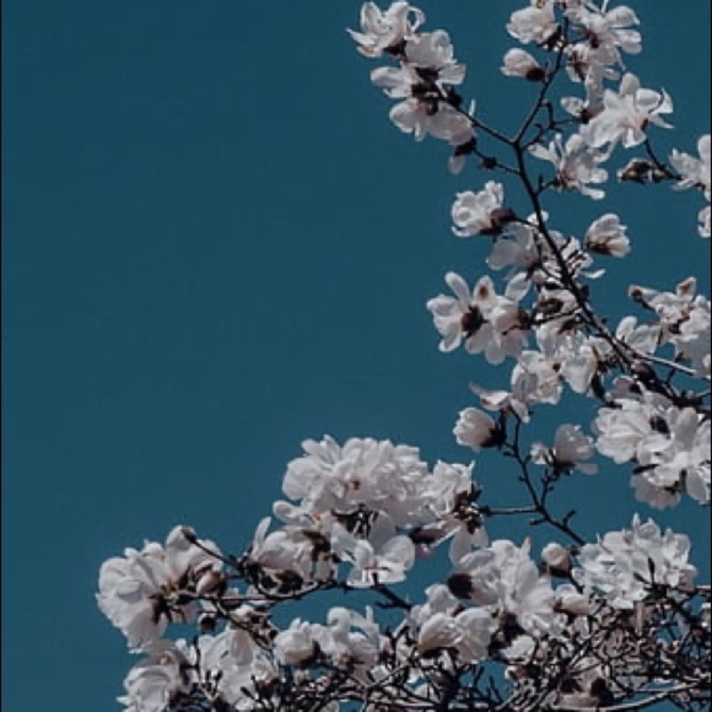 Meet your Posher, Ivon